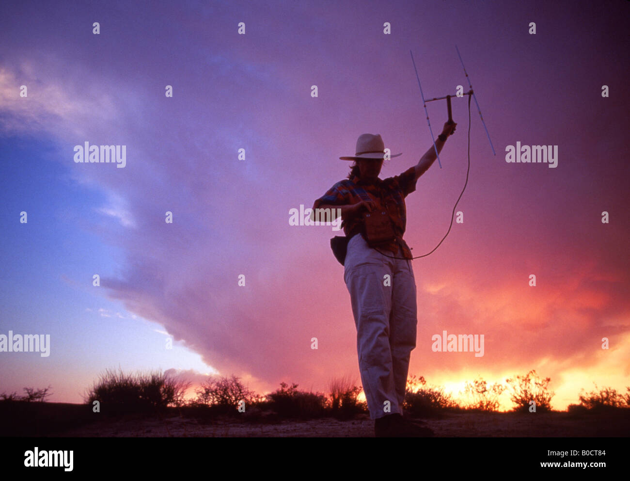 BIOLOGIST TRACKING BABY DESERT TORTOISES MOVEMENT WITH RADIO ANTENNA ...
