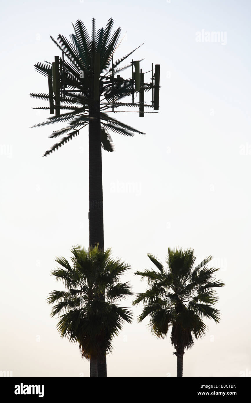 Palm Tree Cell Tower Stock Photo