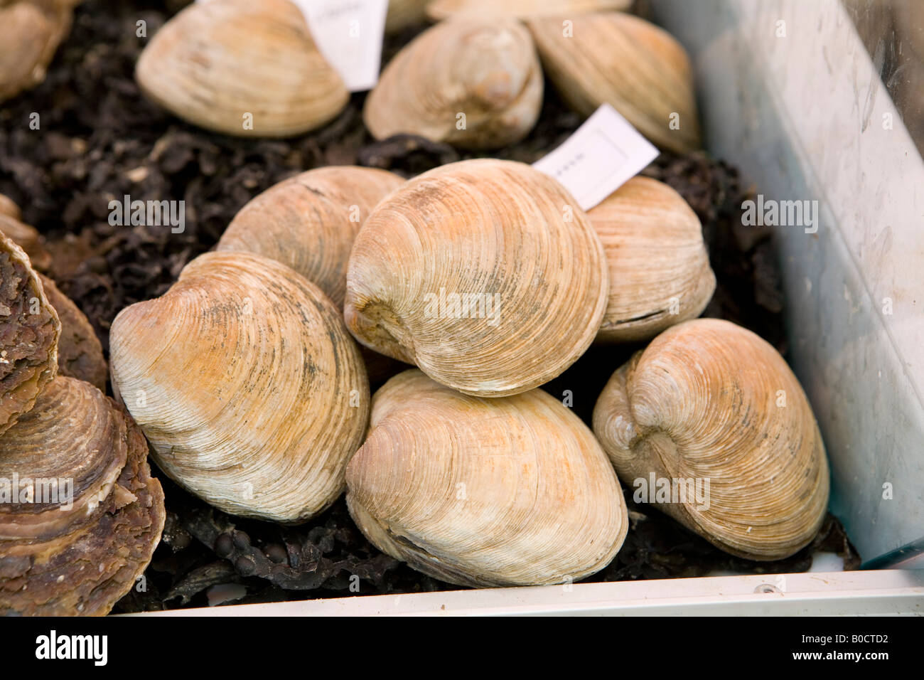 oysters Stock Photo