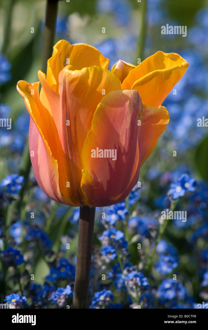 Princess Irene tulip Stock Photo