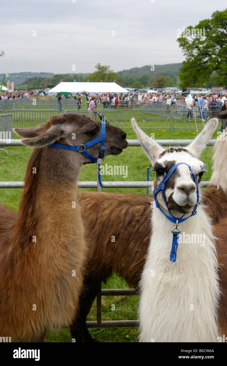 llamas at show Stock Photo