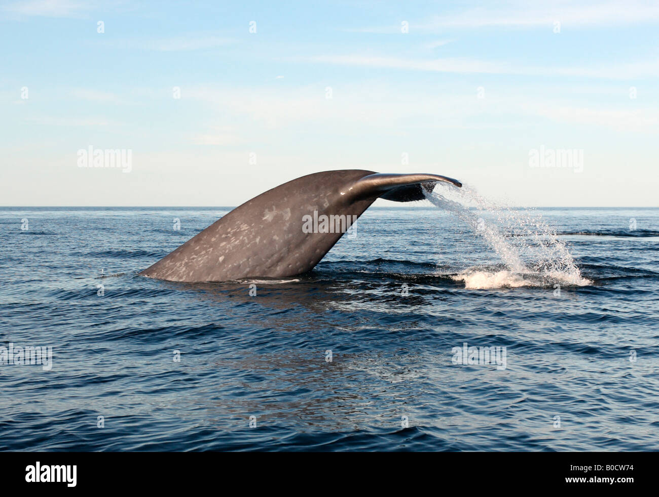 Blue Whale Fluke Stock Photo