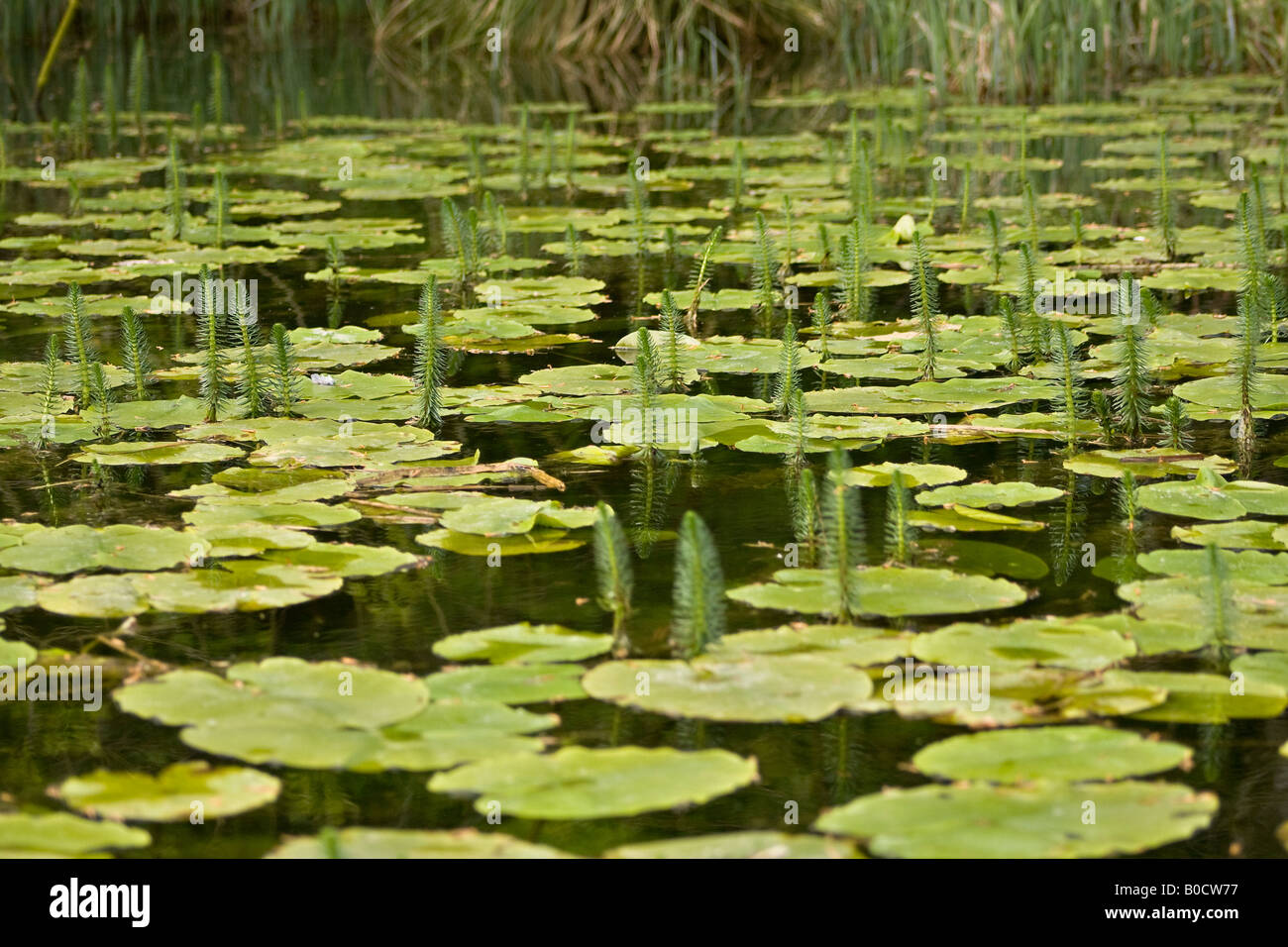 Fresh growth on Lily pads (Nymphaeaceae) in Spring in West Sussex, England, UK Stock Photo