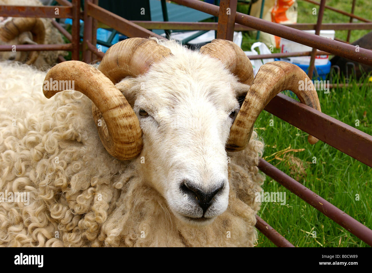 Ram with curly horns Stock Photo