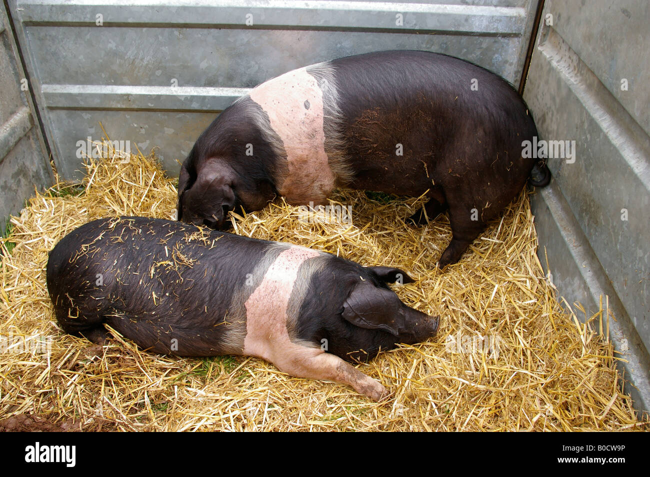 saddleback pigs in show pen Stock Photo