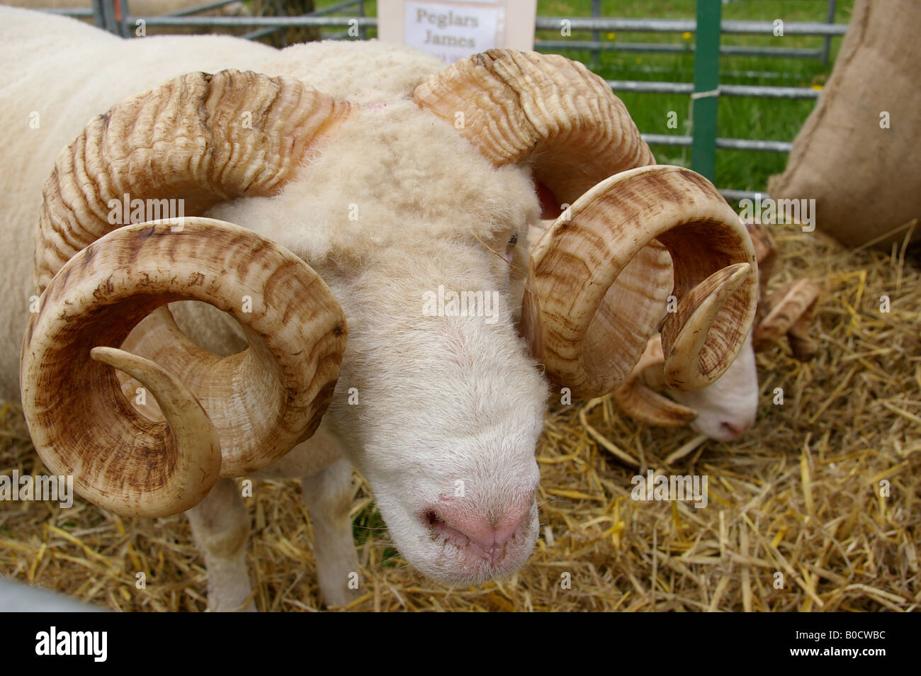 Ram with curly horns Stock Photo - Alamy