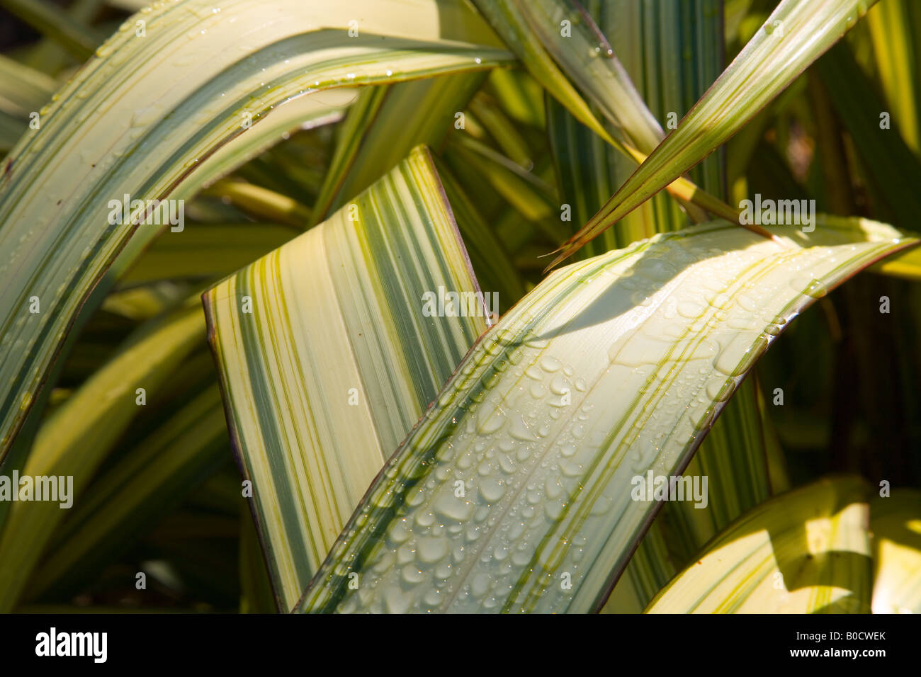 New zealand flax hires stock photography and images Alamy