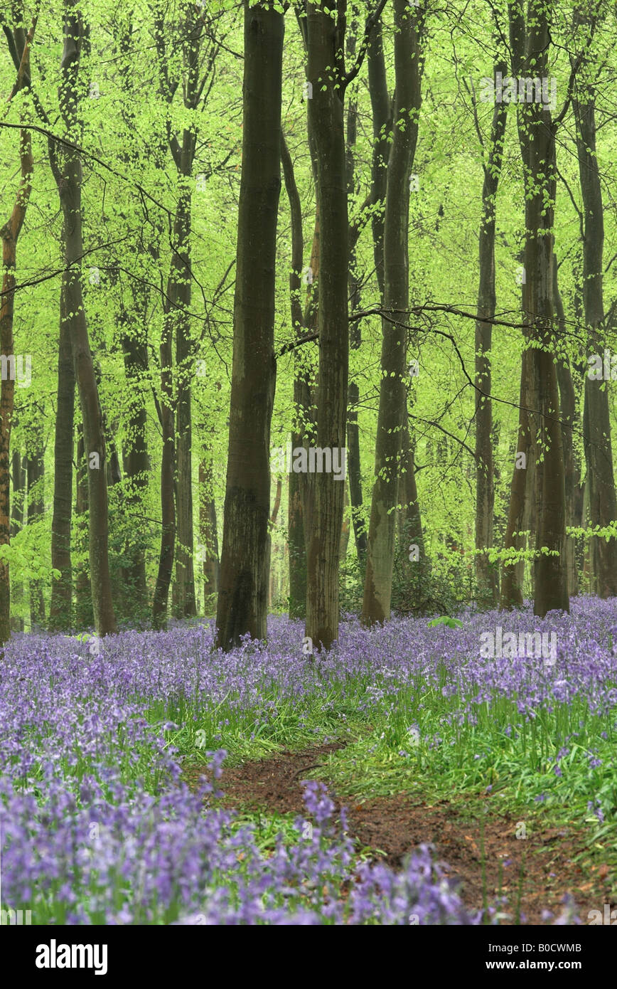 Bluebells flowering in Spring in West Woods bluebell wood, Wiltshire, England, UK Stock Photo