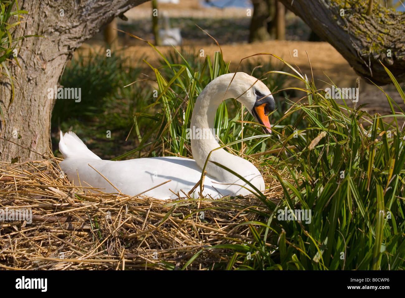 Swan nesting in spring at Abbotsbury swannery, Dorset, UK Stock Photo