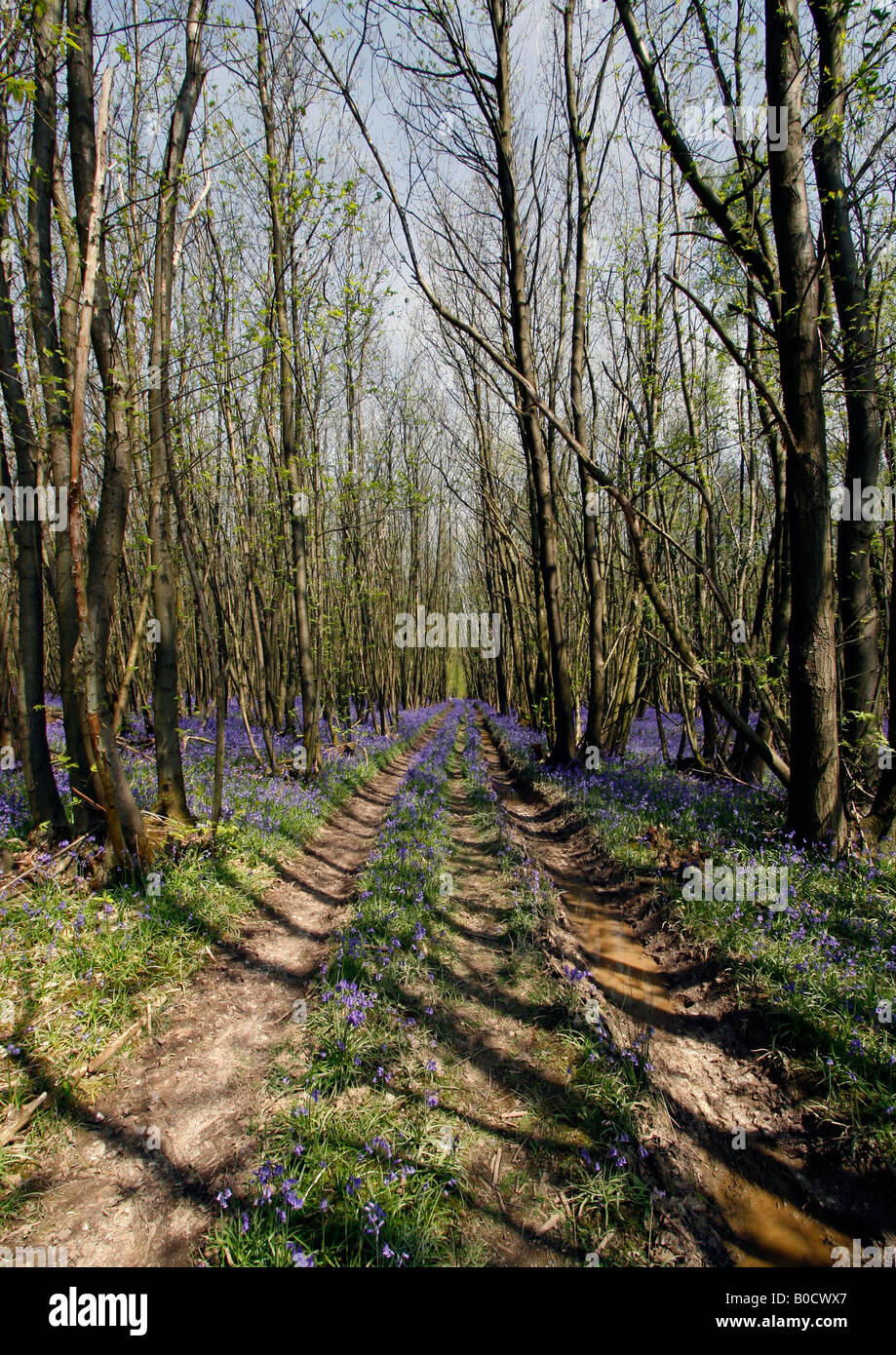 A track into the woods Stock Photo - Alamy
