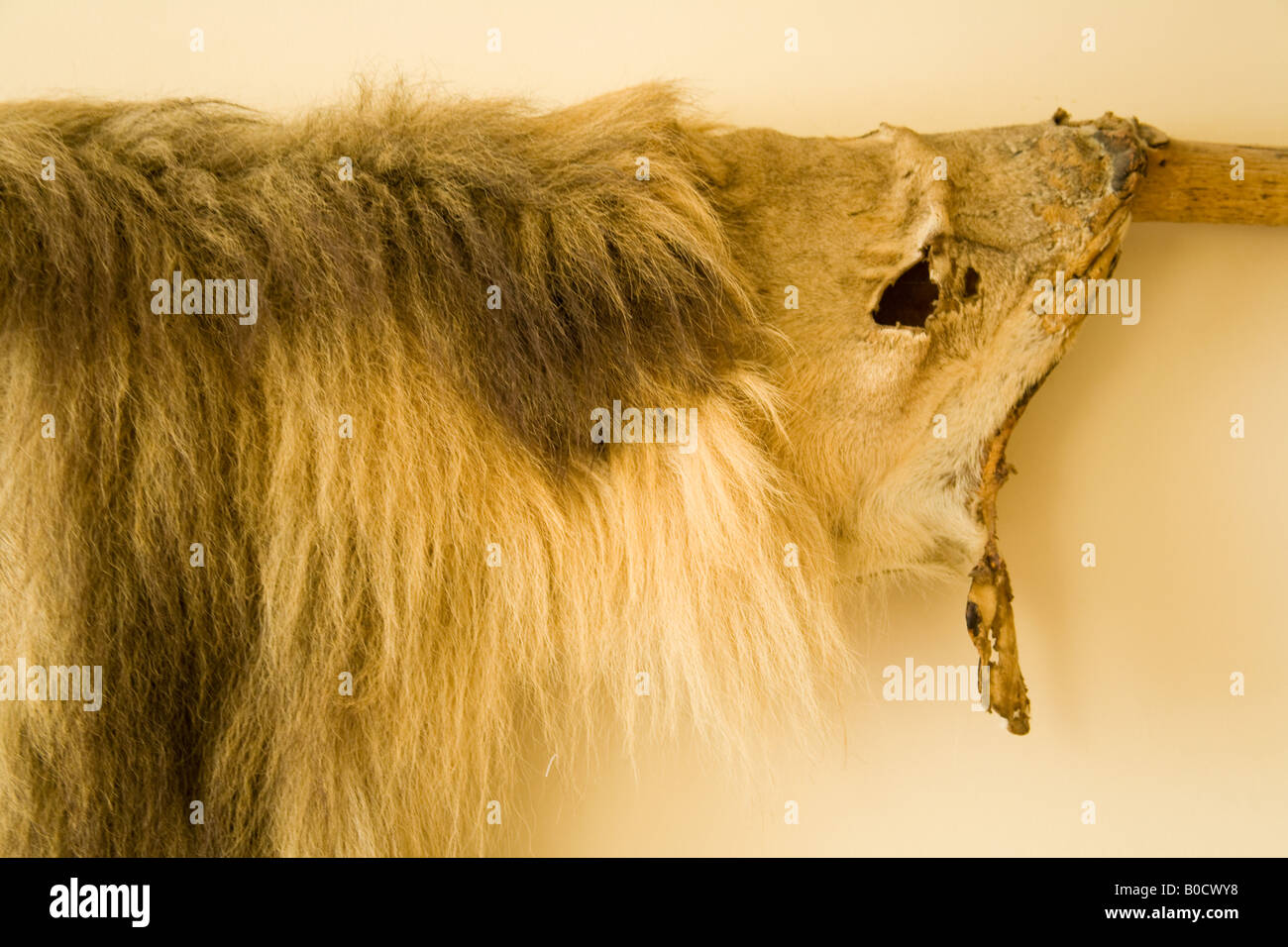 Antique lion skin, Hampshire, England. Stock Photo