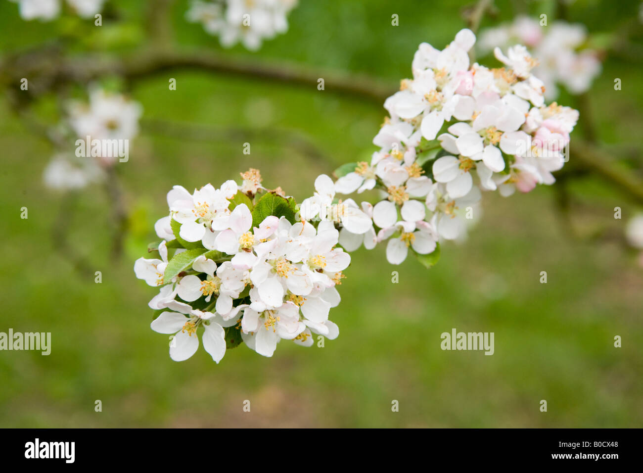 Apple blossom Hampshire England Stock Photo