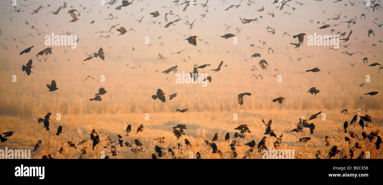 Red-winged Blackbirds ( Agelaius phoeniceus ) flock, Lower Klamath ...