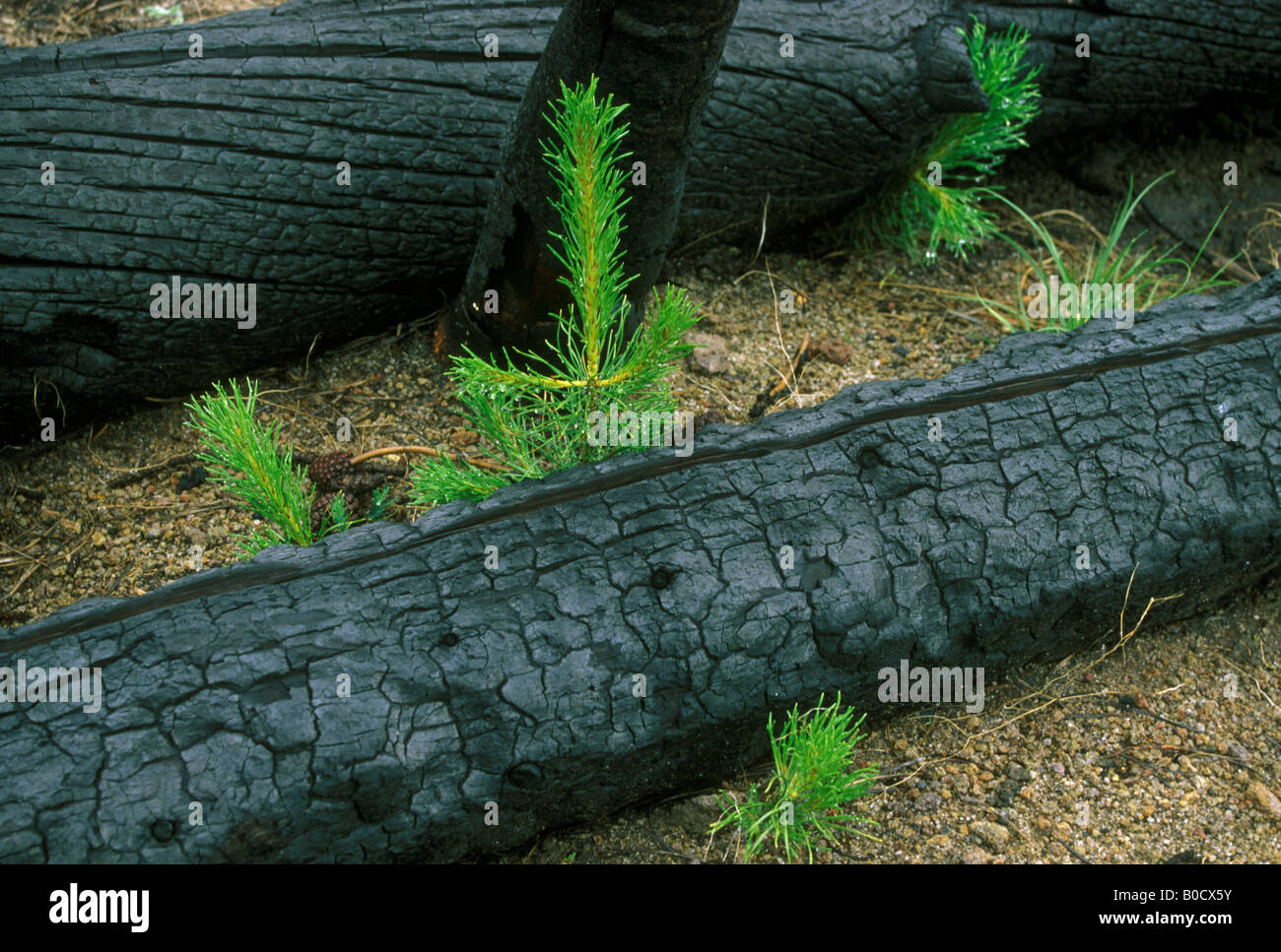 Lodgepole Pine Pinus contorta saplings and seedlings after forest fire
