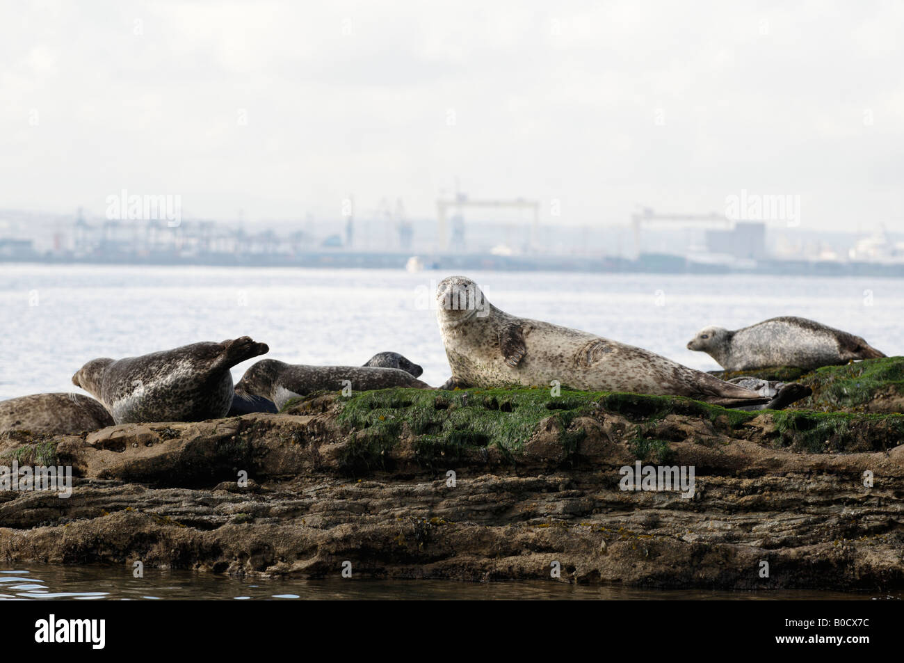Seals sitting on rock in Belfast Lough uk Stock Photo Alamy