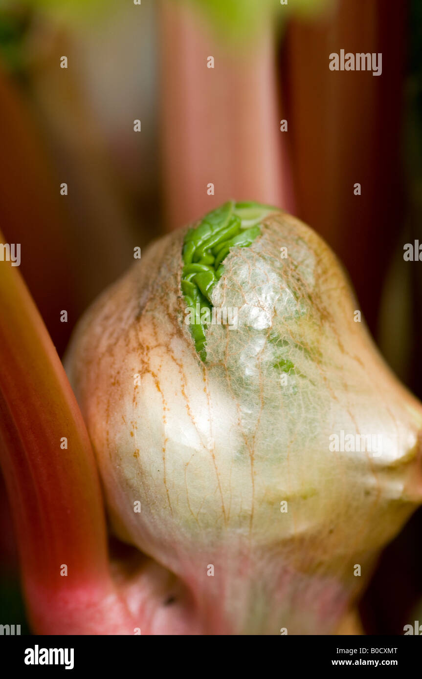 Young rhubarb leaf growing from crown Stock Photo