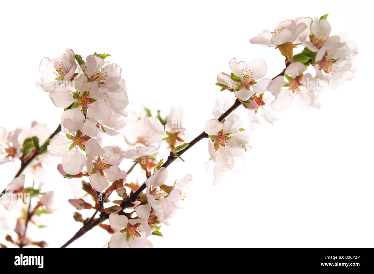 Branch with pink cherry blossoms isolated on white background Stock ...