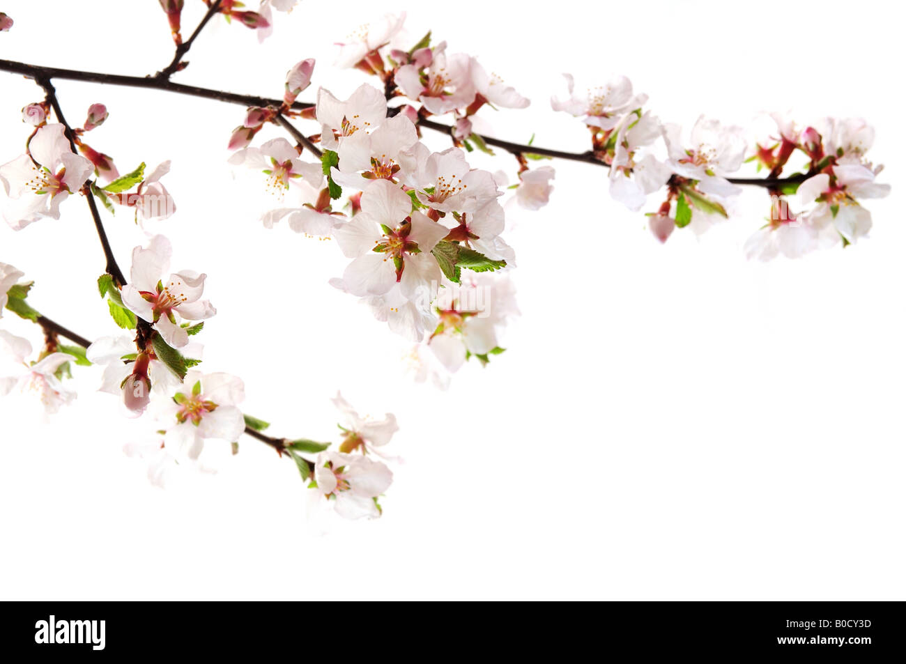 Branch with pink cherry blossoms isolated on white background Stock ...