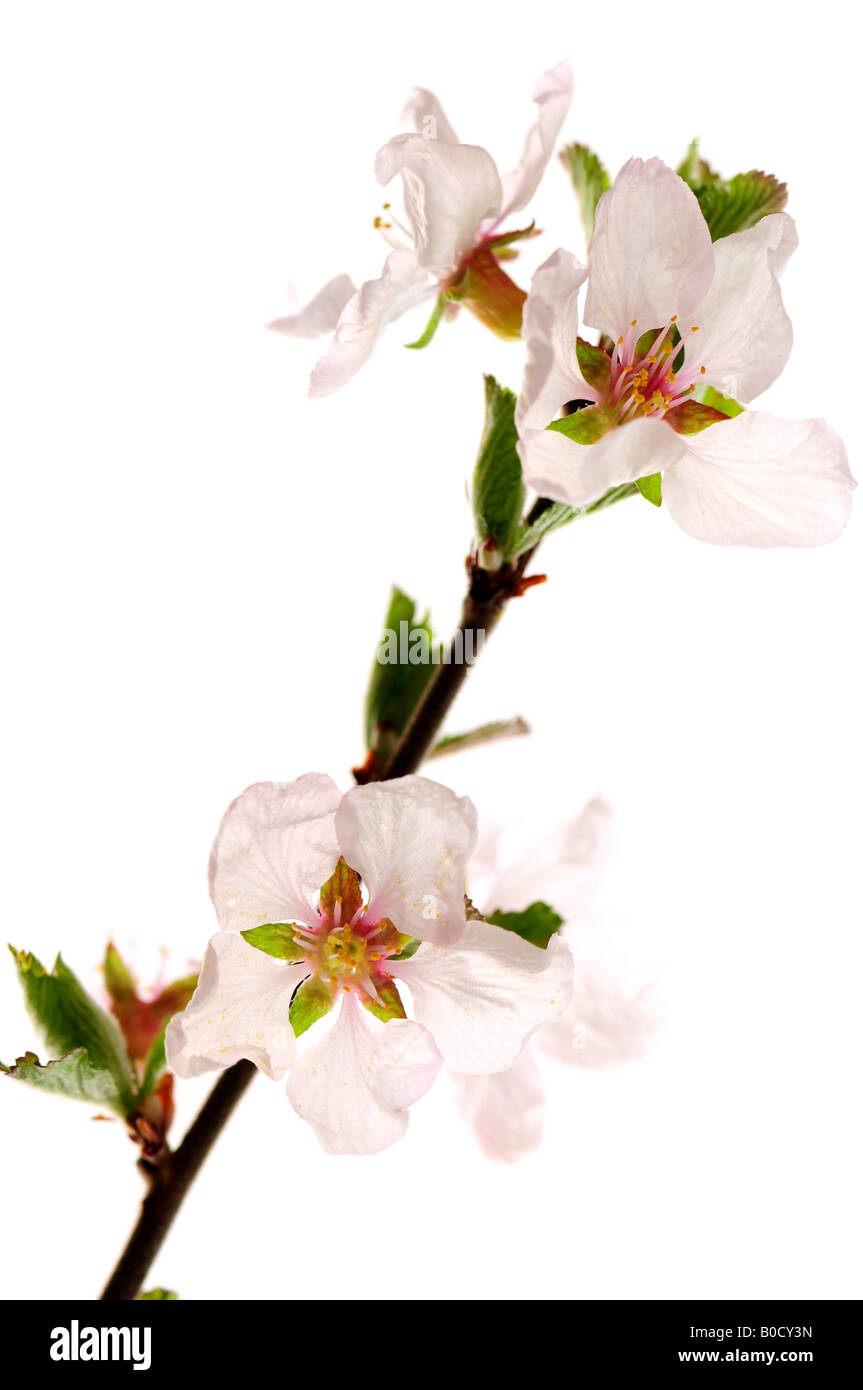 Branch with pink cherry blossoms isolated on white background Stock Photo
