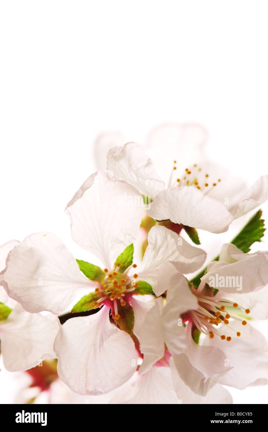 Macro of pink cherry blossoms isolated on white background Stock Photo ...
