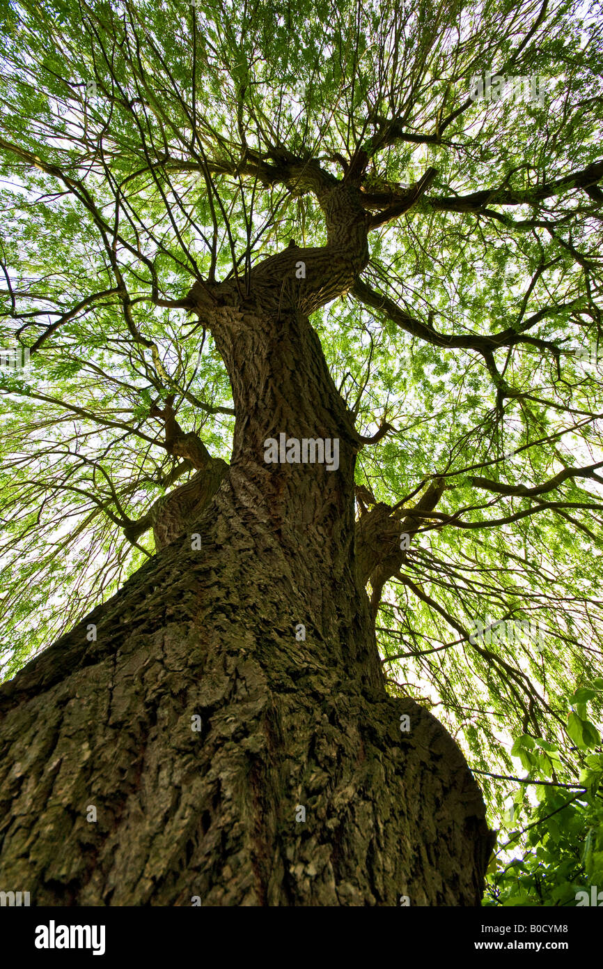 weeping willow tree from underneath Stock Photo Alamy