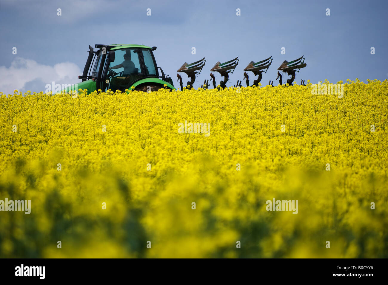 Farm tractor in a field harvesting rapeseed by Charles W. Lupica Stock Photo