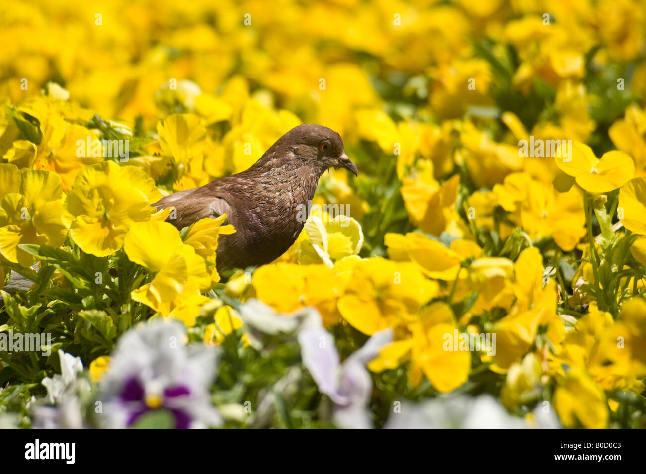 close up of brown pigeon between yellow violas, selective focus on the pigeon. Stock Photo