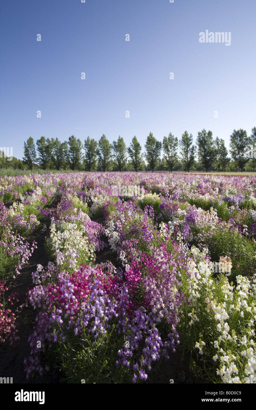 Lupine flower fields Stock Photo - Alamy