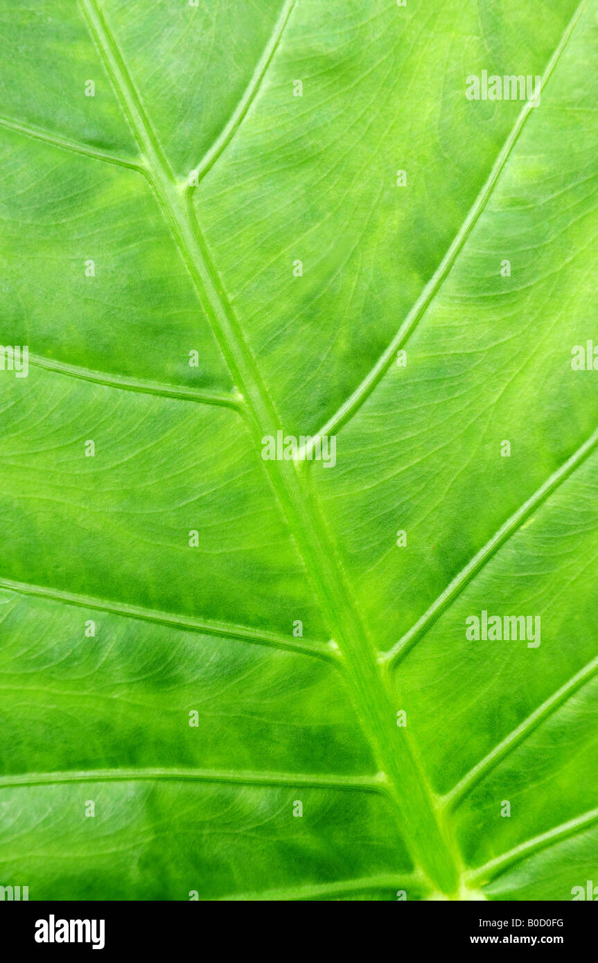 Botanical abstract background of green leaf of tropical plant Stock Photo
