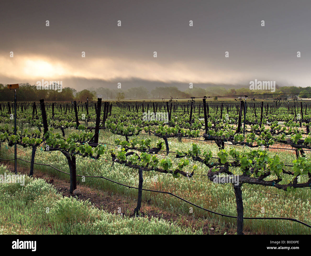 Spring vineyard early in the morning Stock Photo Alamy