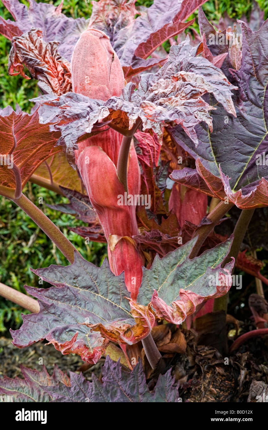 Rheum palmatum Atrosanguineum - Chinese rhubarb Stock Photo