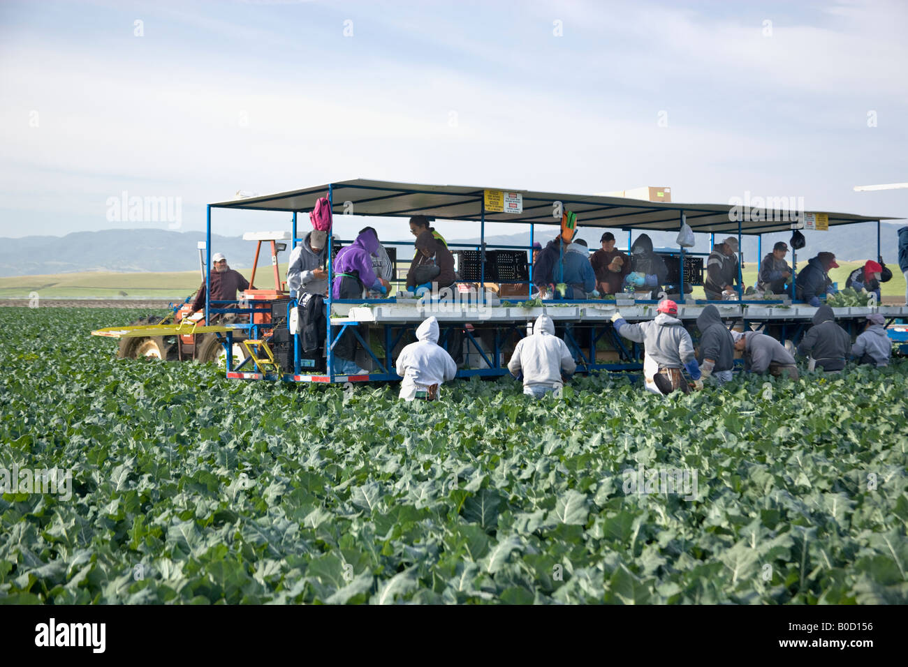 Equipment & workers harvesting Broccoli. Stock Photo