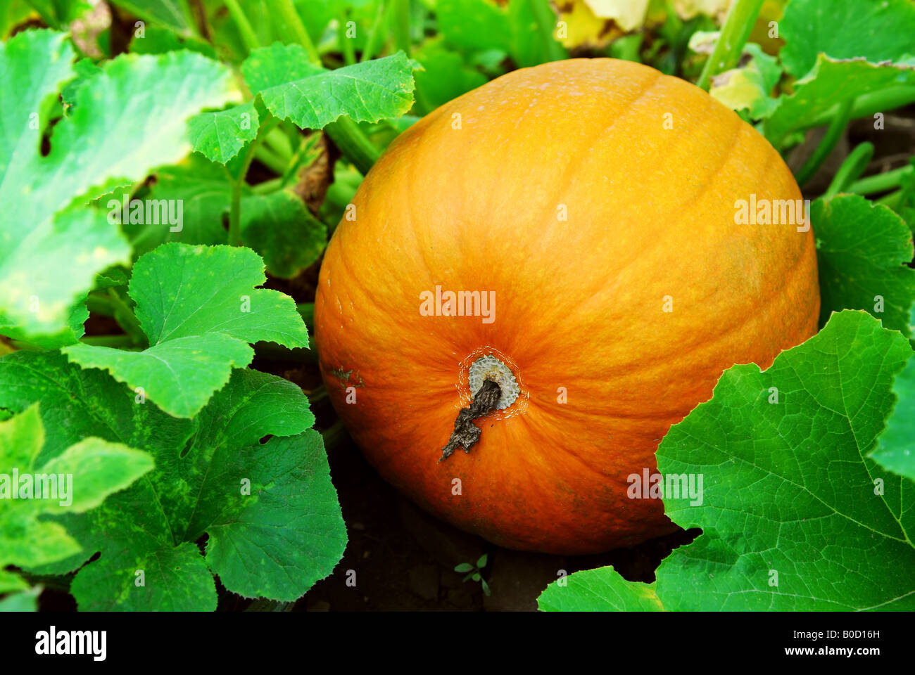 Big pumpkin growing on a pumpkin patch Stock Photo - Alamy