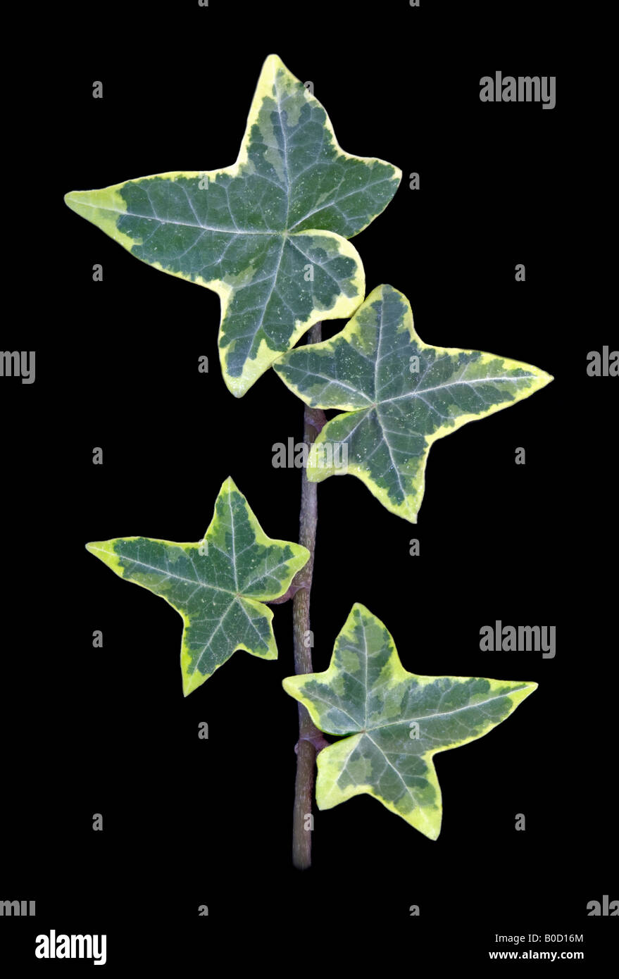 Variegated Ivy Stock Photo