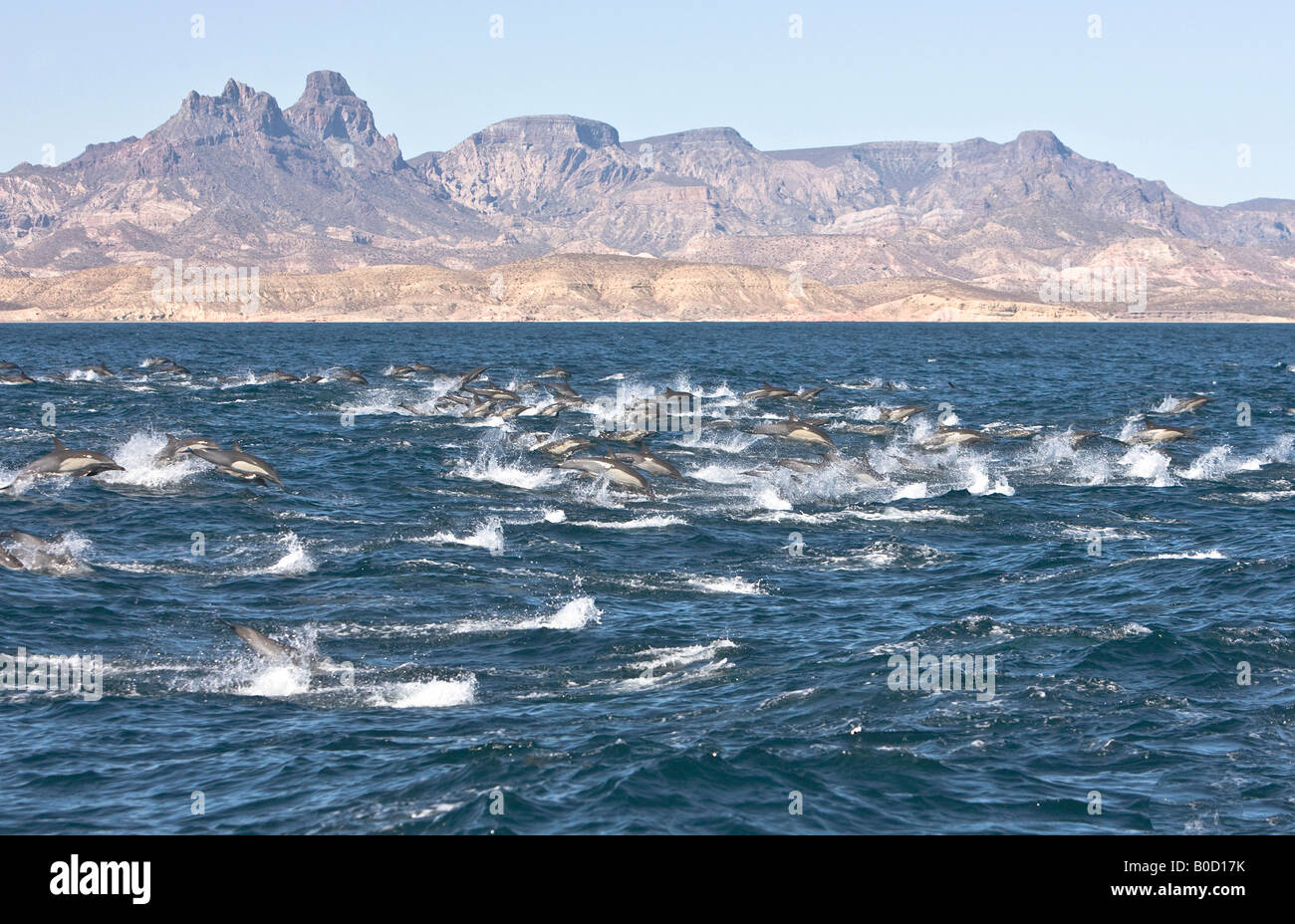 Sea of cortez dolphins hires stock photography and images Alamy