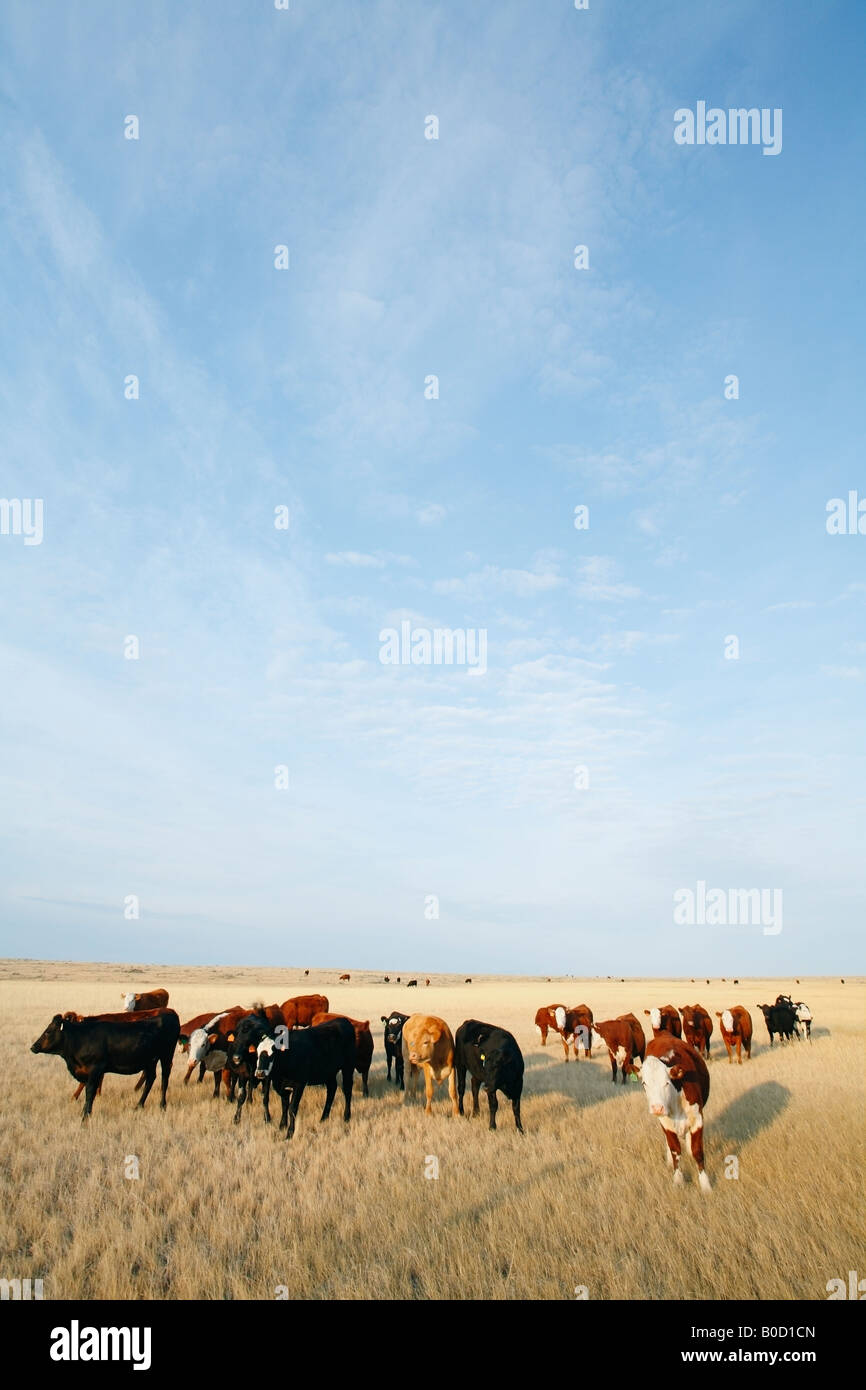 Cattle ranch southern alberta hi-res stock photography and images - Alamy