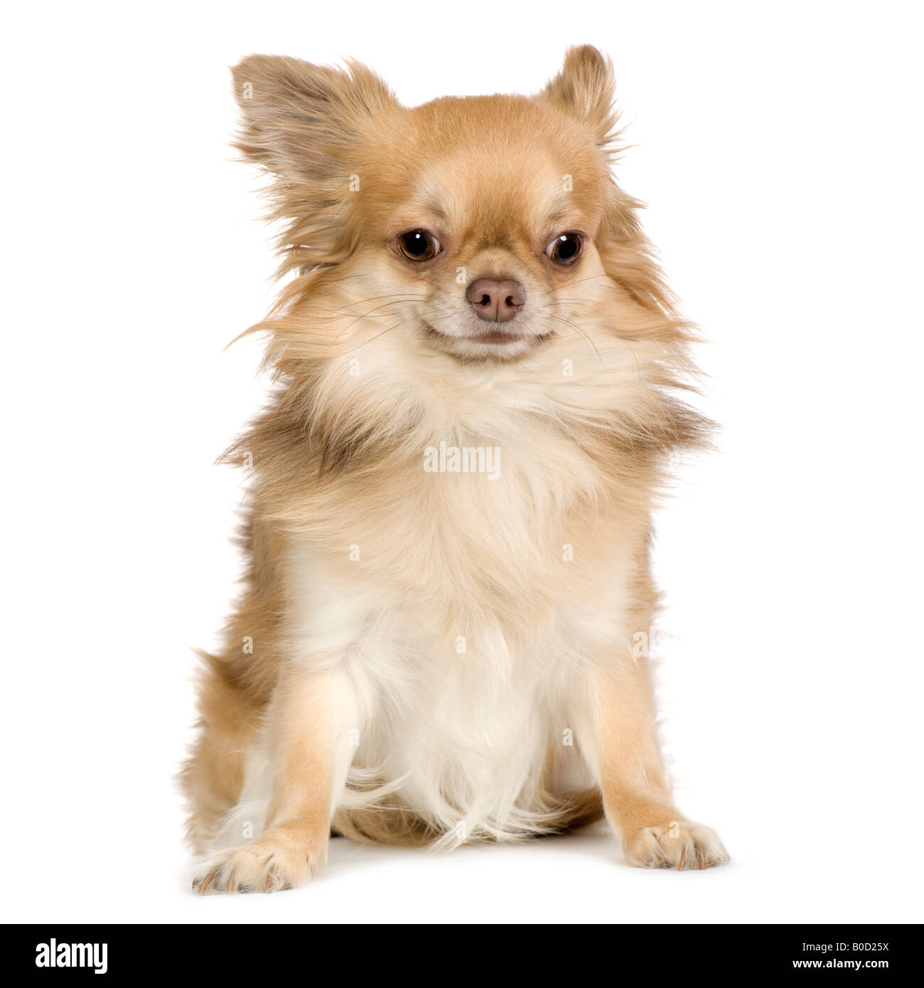 Papillon in front of a white background Stock Photo - Alamy