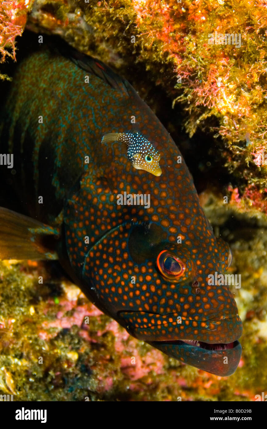 Grouper and pufferfish, Revillagigedo islands, Socorro islands ...