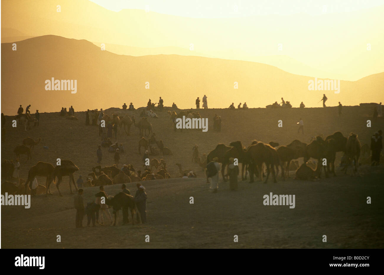 Morocco Imilchil the moussem is a Souk Aam a year market where cattle is traded Stock Photo