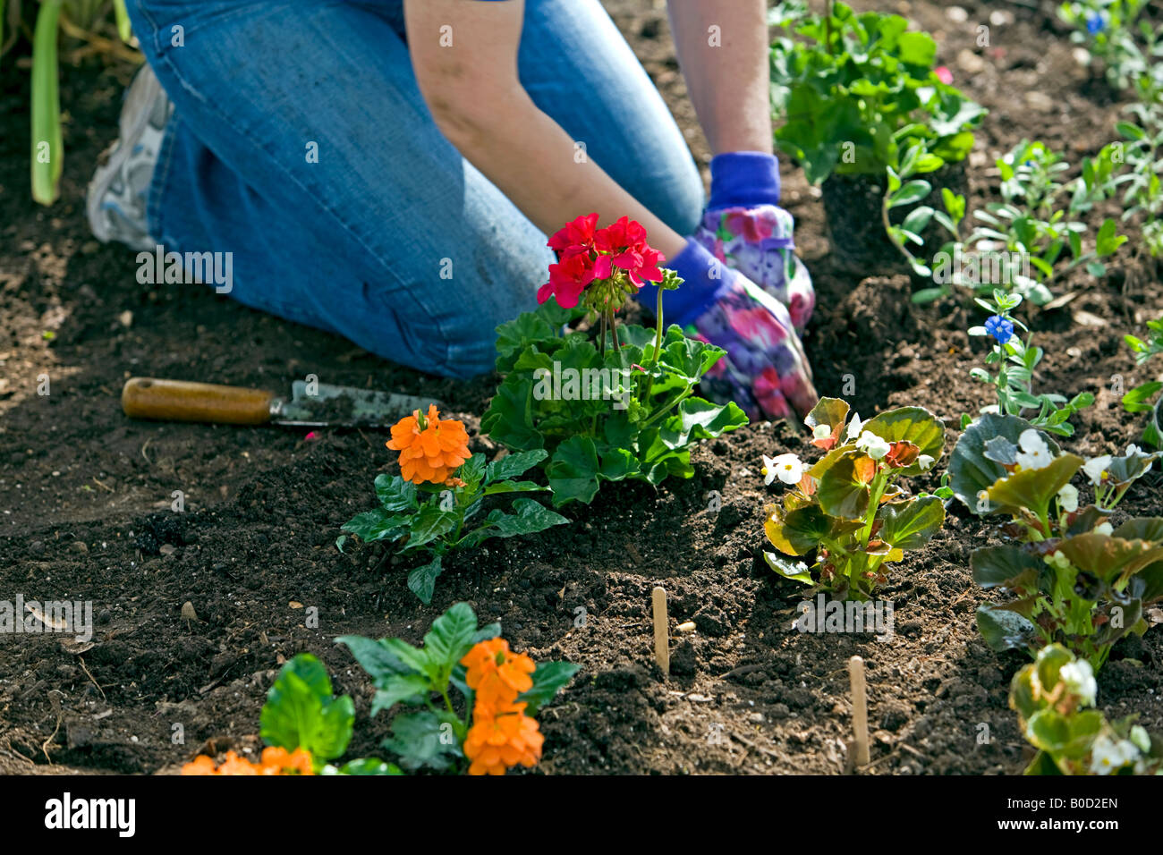 Flowers being planted by a lady kneeling Stock Photo Alamy