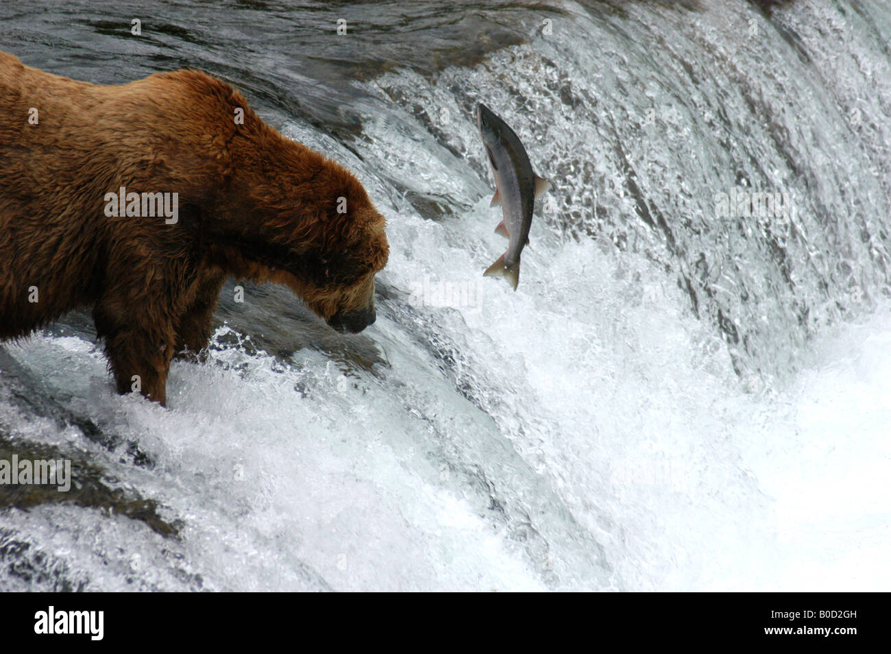 Grizzly bear at Brooks Falls, Katmai National Park, Alaska Stock Photo