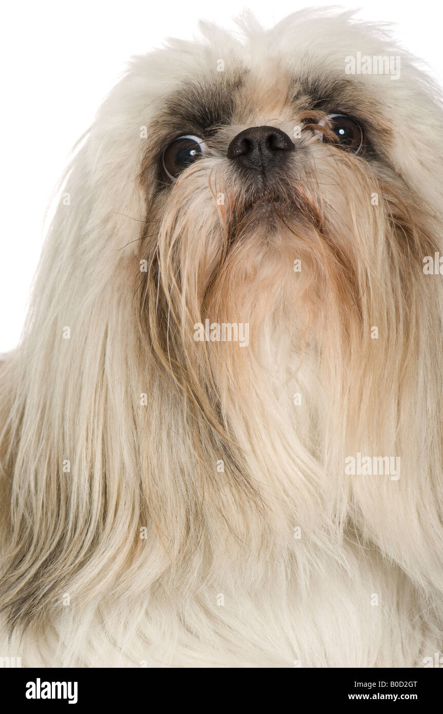 shih-tzu-2-years-in-front-of-a-white-background-stock-photo-alamy
