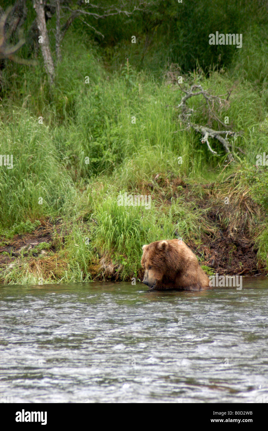 timothy treadwell grizzly man