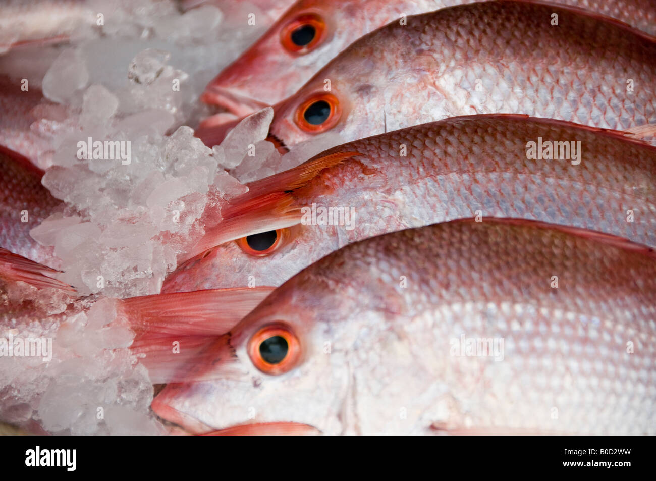 The nice golden-eye red snapper that we chose! - Picture of Rosa dos  Ventos, Nazare - Tripadvisor