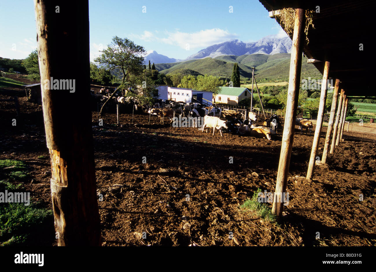 Farming, agriculture, Oudtshoorn, South Africa, beautiful landscape