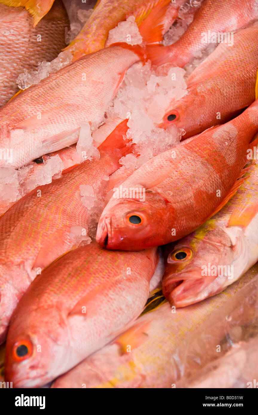Spanish red snapper Clearance