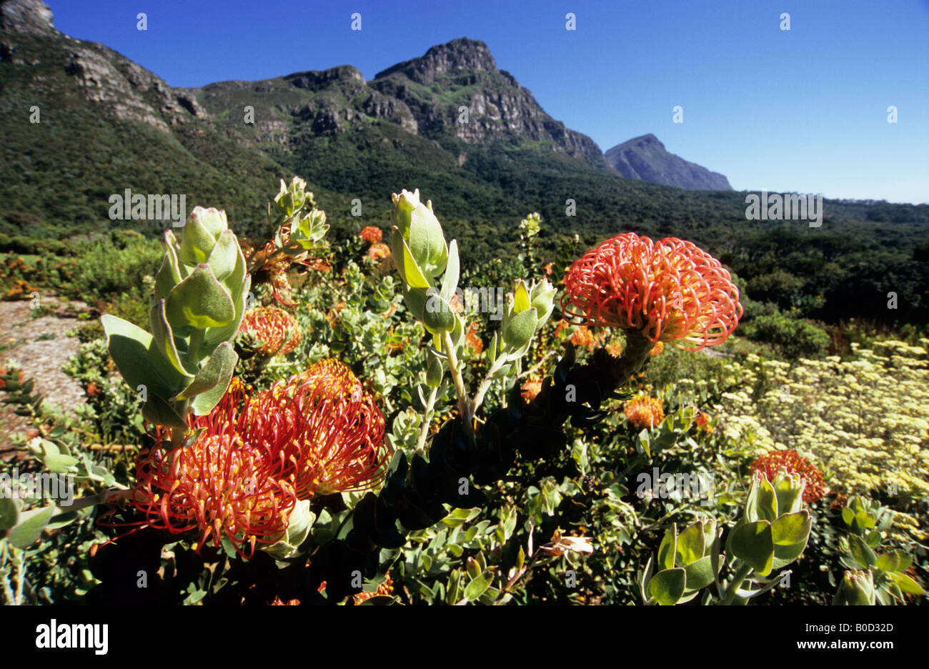 Kirstenbosch Botanical Garden, Cape Town, South Africa, close-up, red flowers, Pincushion Protea, Leucospernum cordifolium, plants, landscape, nature Stock Photo