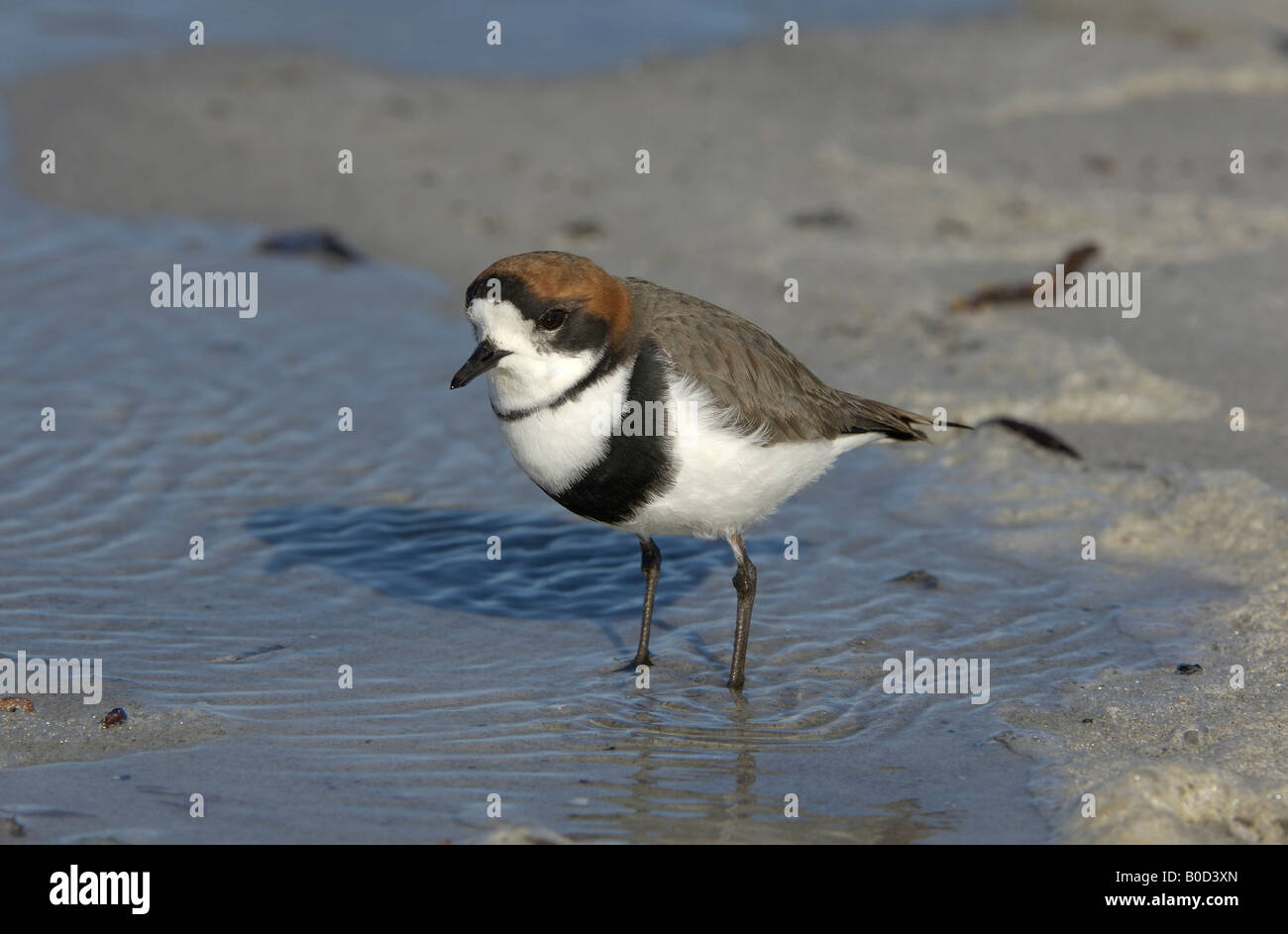 Two banded Plover Charadrius falklandicus Saunders Island Falkland Islands on sea shore searching for food Stock Photo