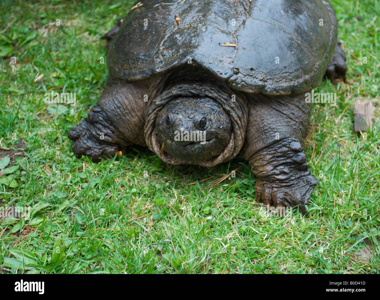 snapping turtle animal wild life reptile large shell claws feet freshwater day outdoor Stock Photo