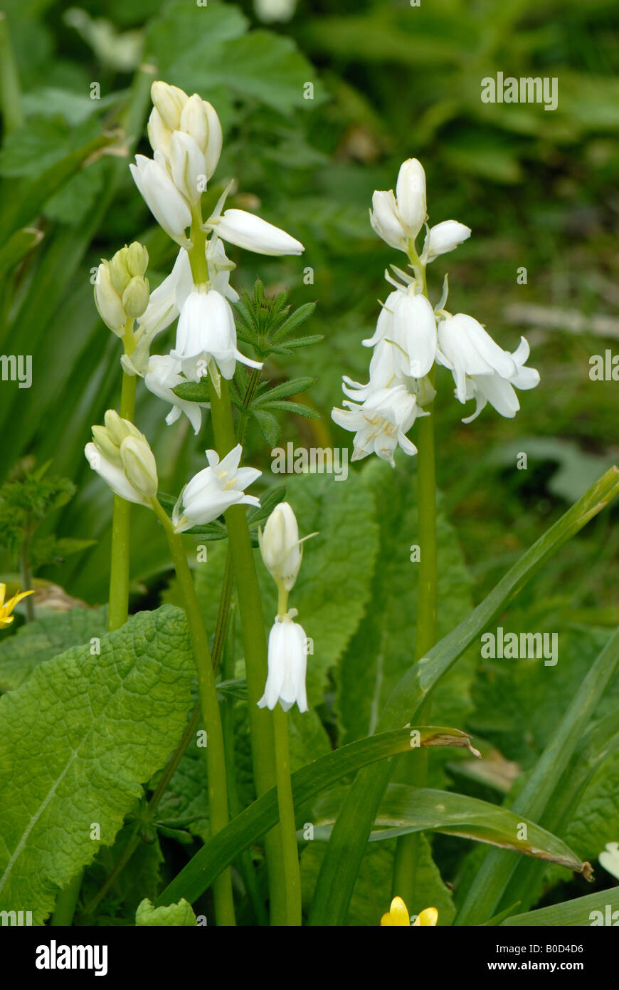 A white naturalised Spanish bluebells Hyacinthoides hispanica flower in a Devon wood Stock Photo